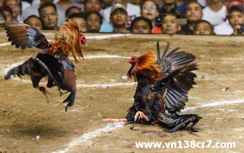 Hình thức chơi Đá gà Italia rất đa dạng