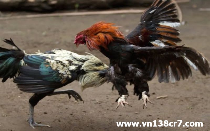 Khi xem gà chiến không kém gì với đá gà đời thực