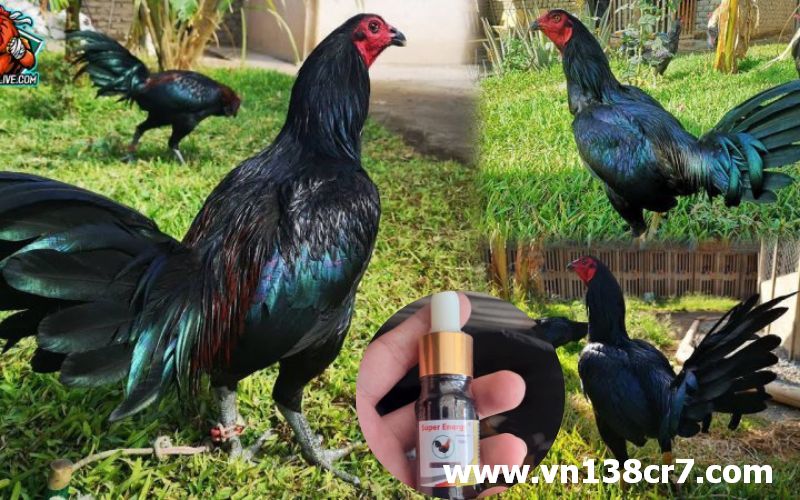 Các công dụng chính của thuốc gà đá Super Energy