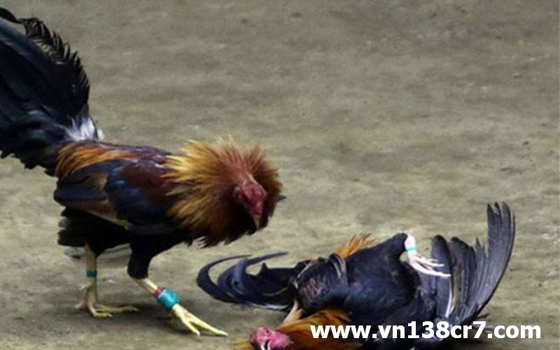 Các trận đấu diễn ra gay cấn, kịch tính