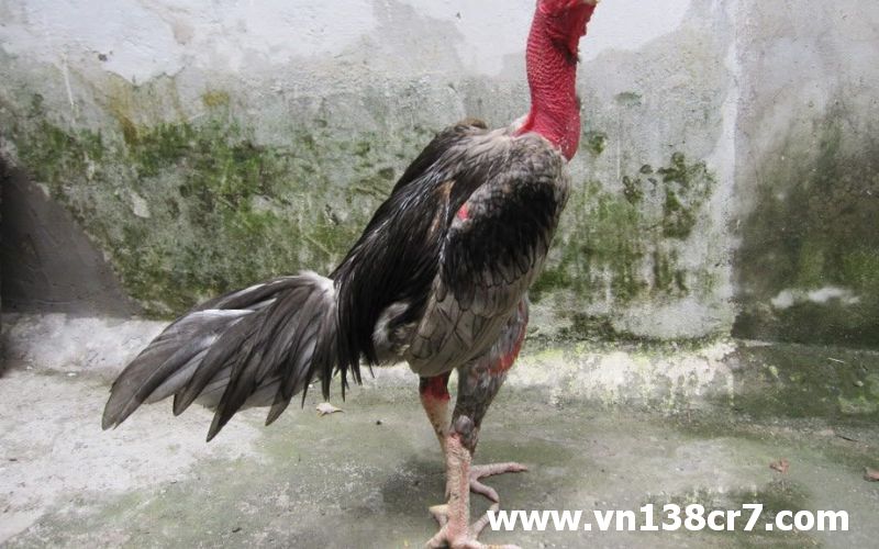 Chân gà chọi chiến yếu do bị bệnh