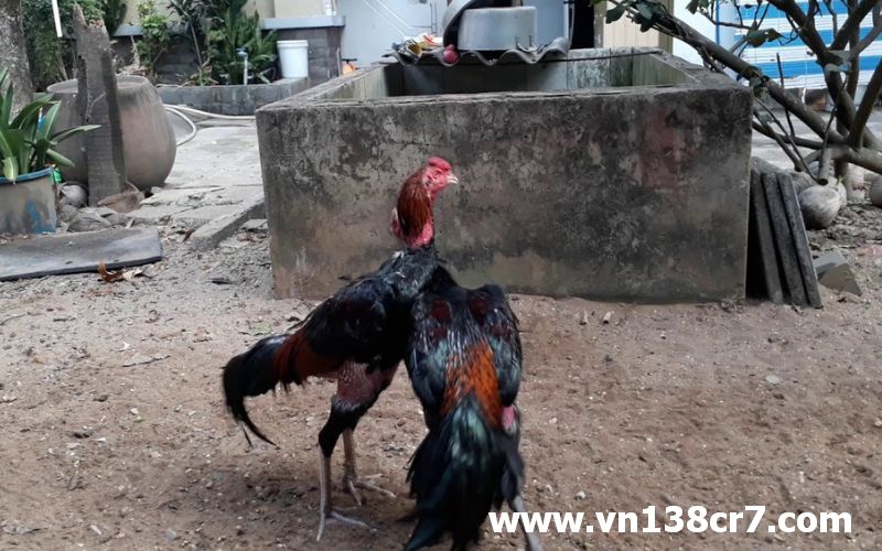 Thiết lập bài tập phù hợp với gà chọi chiến yếu chân
