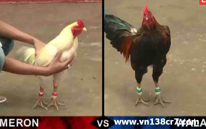 Chơi đá gà nhanh chóng, uy tín