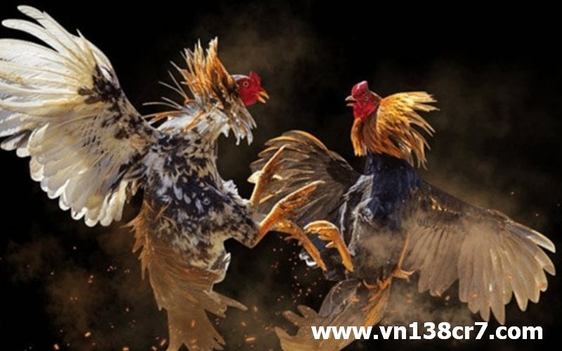 Chơi đá gà trực tiếp kiểu Singapore