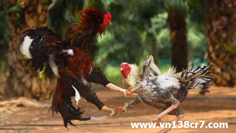 Chơi đá gà Vũng Tàu trực tiếp an toàn tại VN138