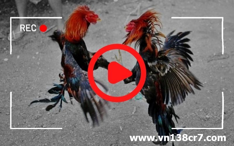 Chọn chiến kê đá gà trực tiếp giỏi