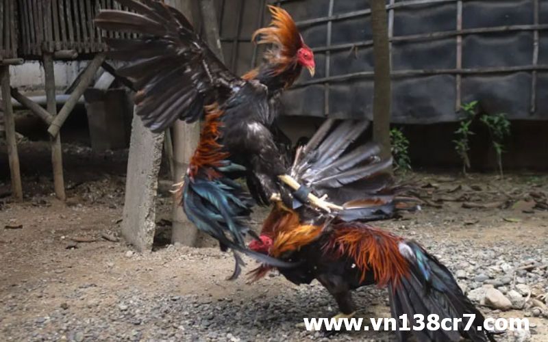 Chọn gà đá cựa sắt phải đặc biệt lưu ý ngoại hình