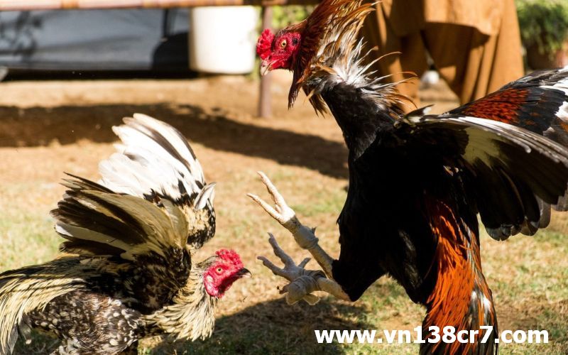 Có đến khoảng 50 trận đá gà trực tiếp 1 ngày