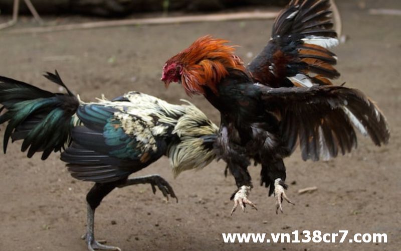 Cơ hội dành chiến thắng khi tham gia đá gà trực tiếp bên Mỹ