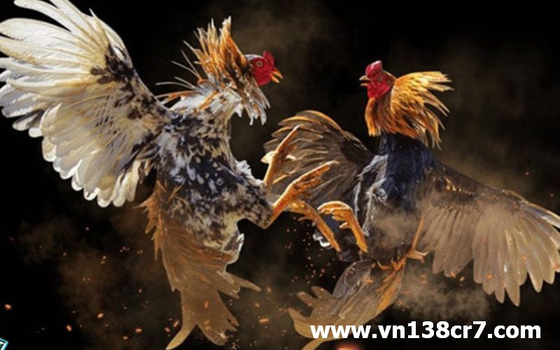 Có rất nhiều ưu điểm khi xem đá gà trực tiếp ngoại giao online