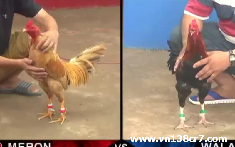 Đá gà Khmer luôn hấp dẫn người chơi