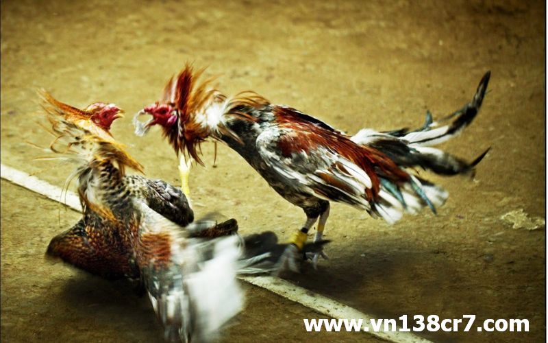 Đá gà cựa sắt cực hung hiểm