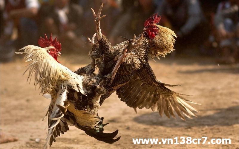 Đá gà Senegal chuyên nghiệp
