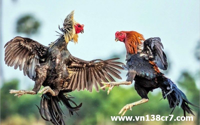 Đá gà Senegal trực tuyến đến từ Châu Phi
