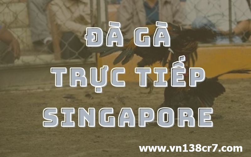 Đá gà Singapore trực tiếp hấp dẫn