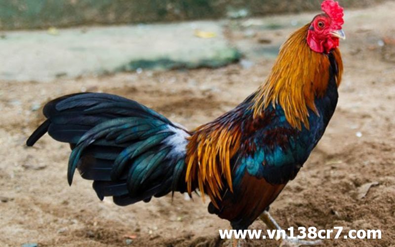 Đá gà trực tiếp Cà Mau hấp dẫn, thú vị