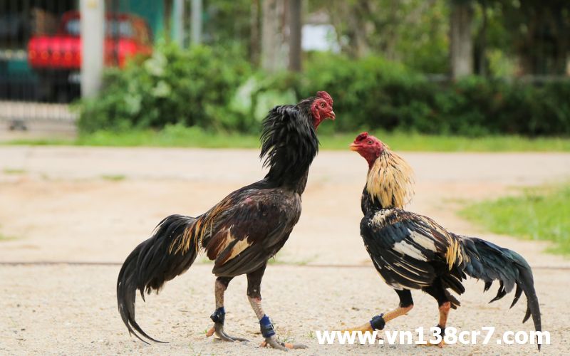 Đá gà trực tiếp Cà Mau thu hút đông đảo người tham gia