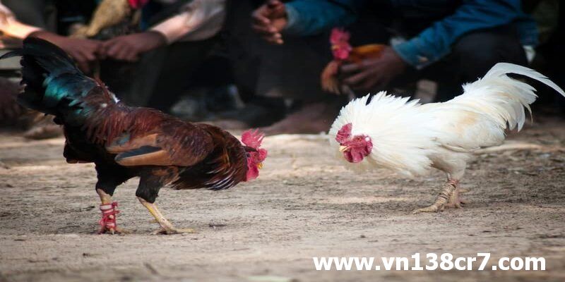 Đá gà trực tiếp Bến Tre có một sức hút lớn