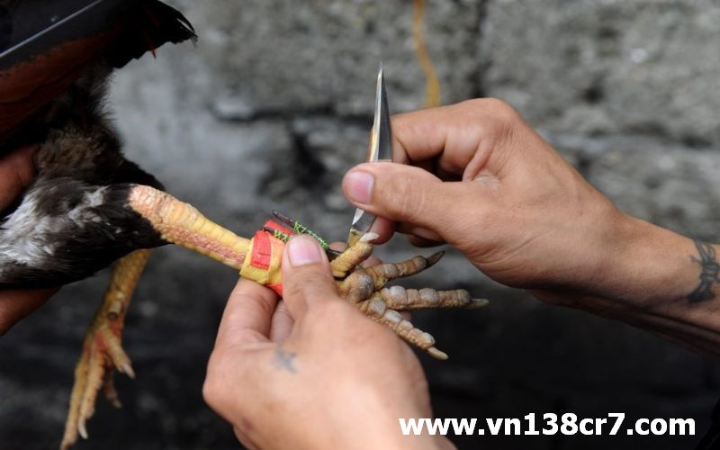 Đá gà trực tiếp bên Mỹ cựa dao