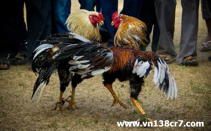 Đá gà trực tiếp bên Mỹ cực hấp dẫn người hâm mộ