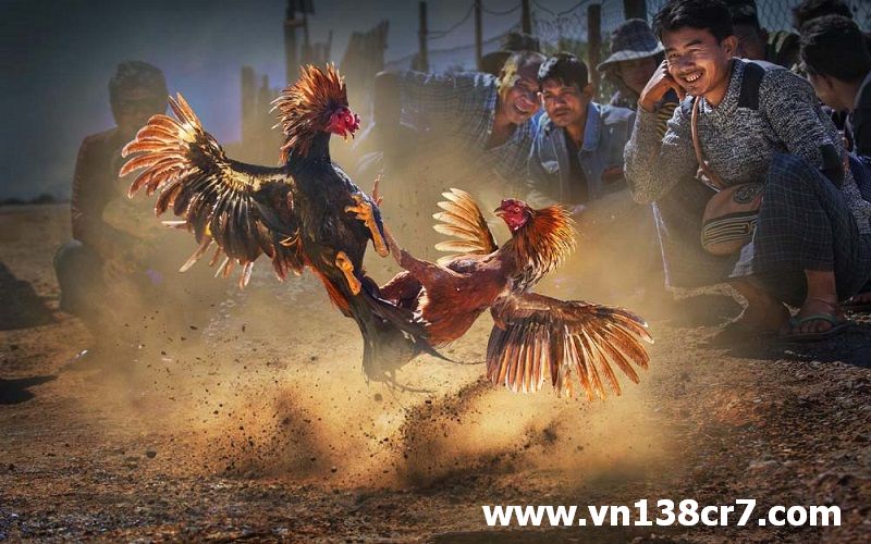 Đá gà trực tiếp C1 trận vòng loại hấp dẫn đầy kịch tính