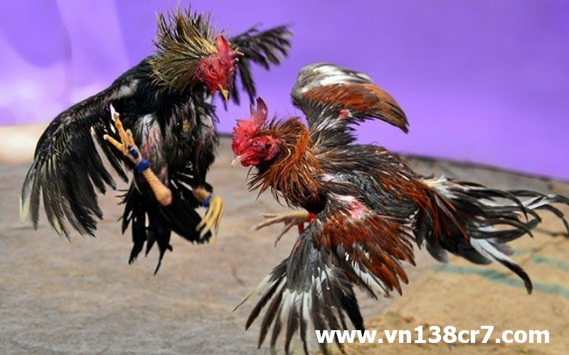 Đá gà trực tiếp chấm tiền gay cấn