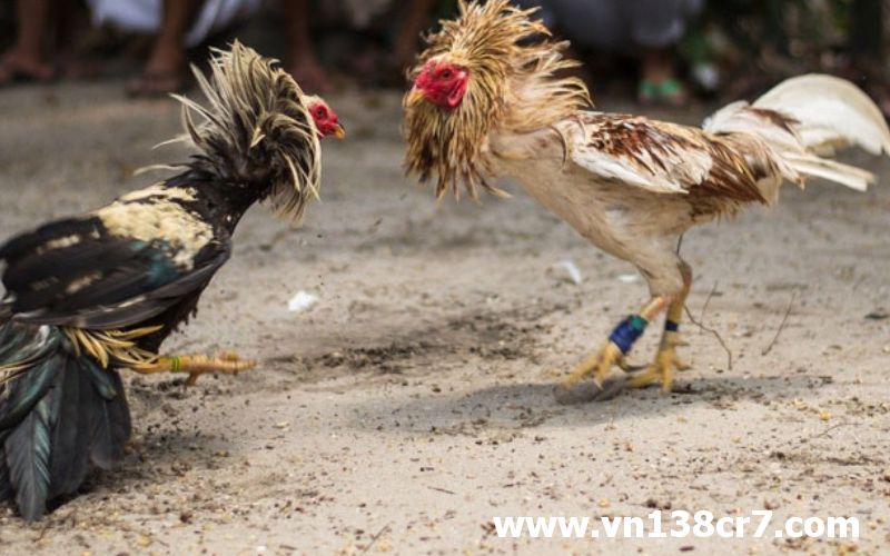Đá gà trực tiếp châu Âu đảm bảo an toàn.