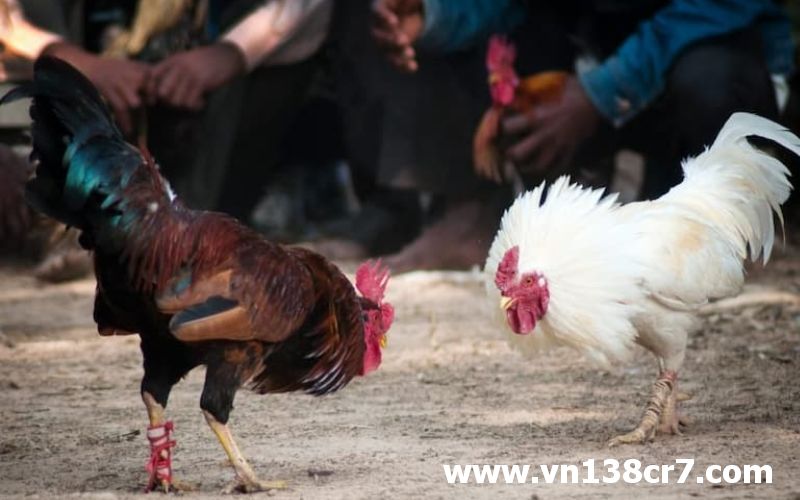 Đá gà trực tiếp chủ nhật với sự xuất hiện của nhiều chiến kê thiện chiến