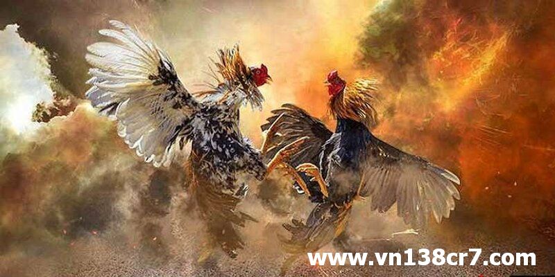 Đá gà trực tiếp Đà Nẵng vô cùng máu lửa