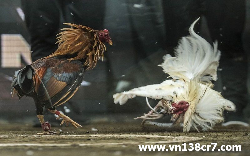Đá gà trực tiếp được tính điểm như thế nào?