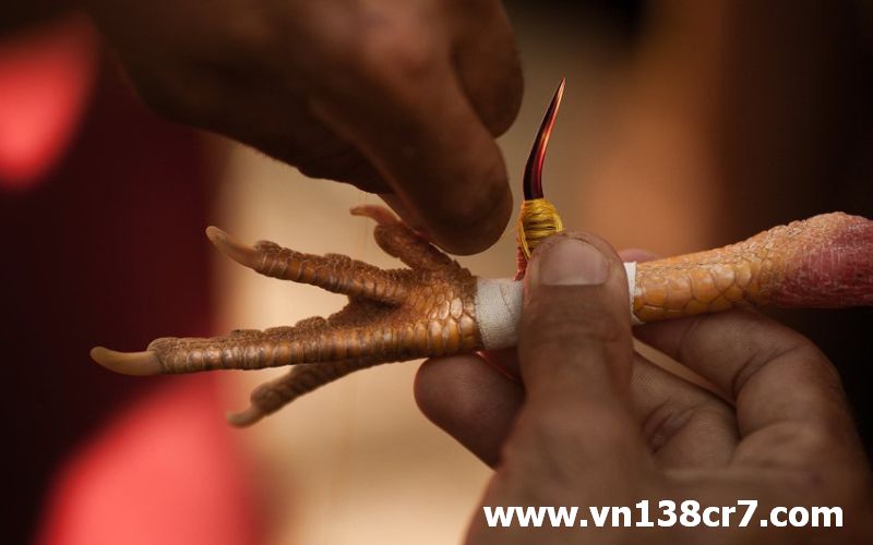 Đá gà trực tiếp miền Nam cựa sắt có gì đặc biệt