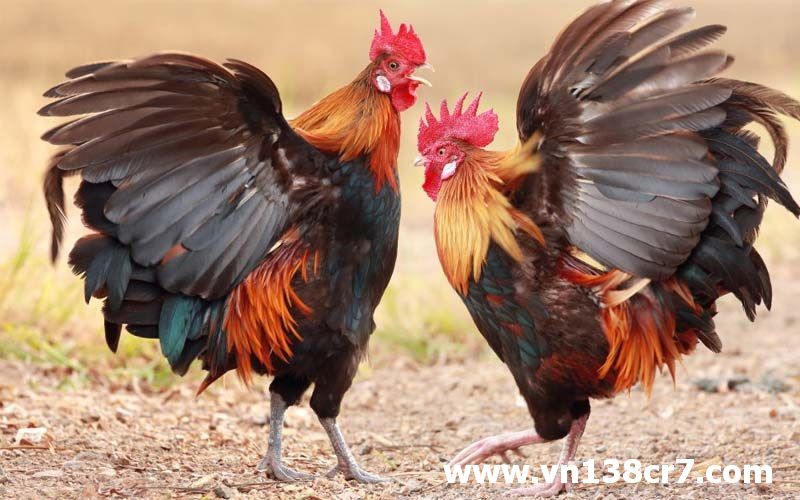 Đá gà trực tiếp miền Nam hấp dẫn người hâm mộ khắp mọi nơi.