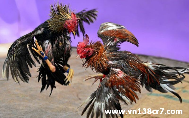 Đá gà trực tiếp ngoại giao toàn những chiến kê tuyển chọn