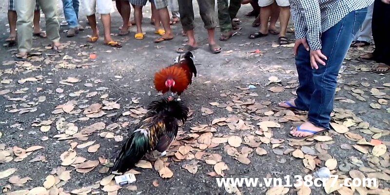 Đá gà trực tiếp Quy Nhơn