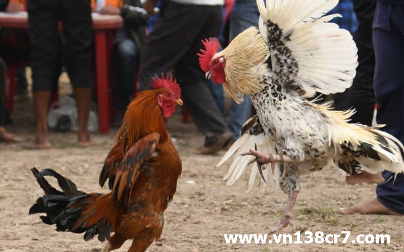 Đá gà trực tiếp thomo hôm qua thu hút lượng lớn người hâm mộ