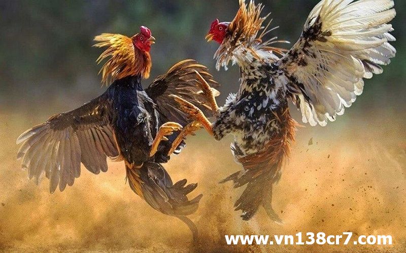 Đá gà trực tiếp thứ 5 được hiểu là gì?