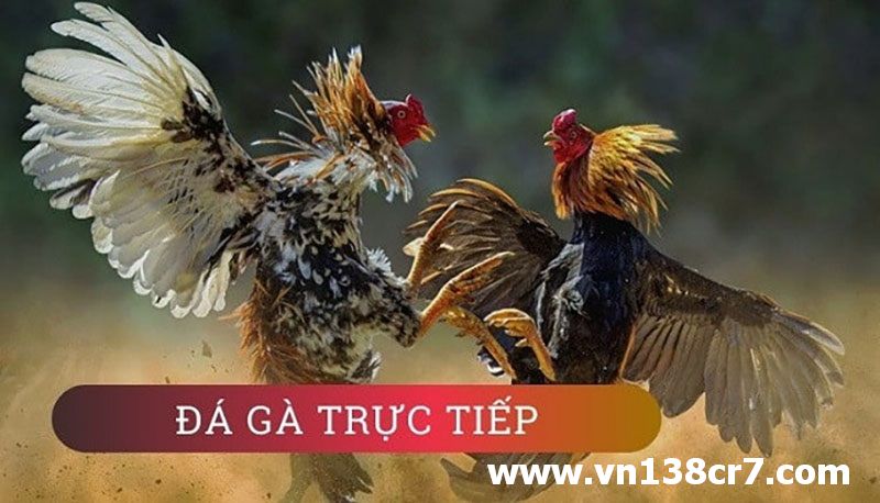 Đá gà trực tiếp thứ ba là gì?