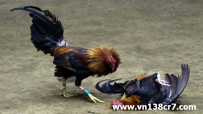 Đá gà trực tiếp thứ ba Thomo mới nhất