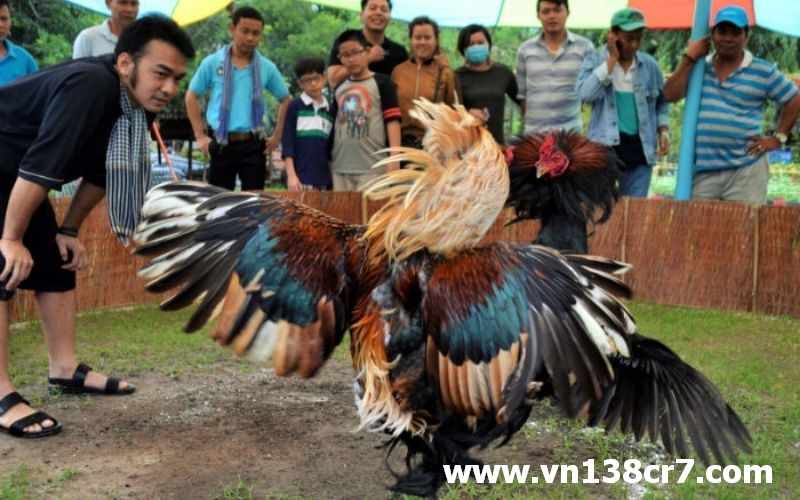 Dân chơi đá gà gọi là gì?