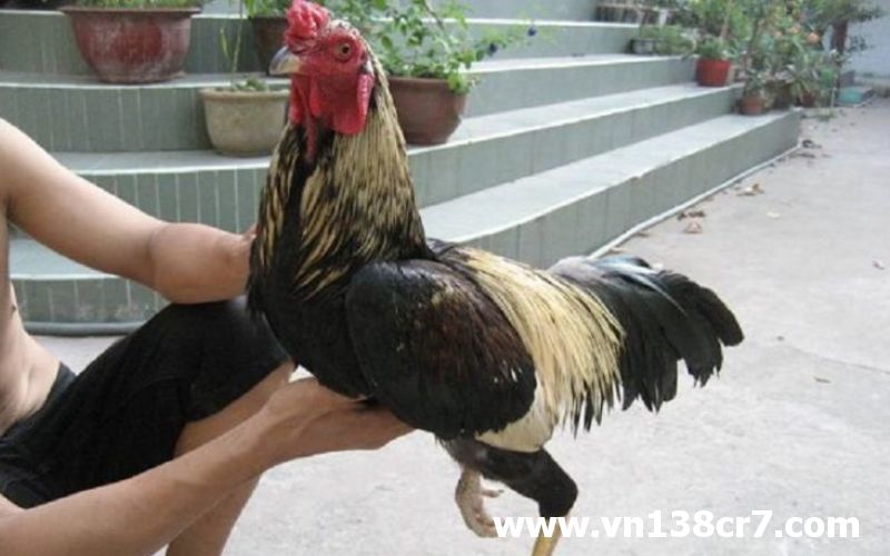 Điều trị chân cho gà chọi bị yếu gân