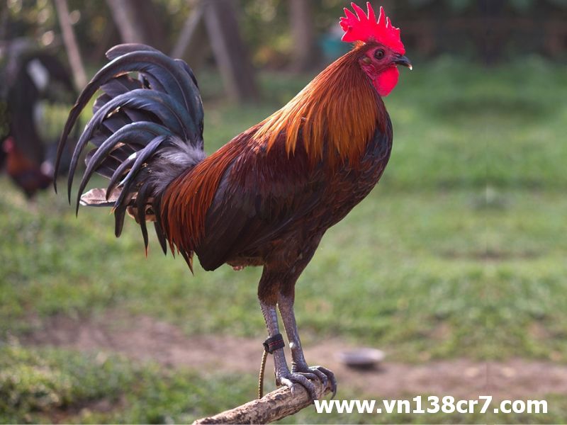 Gà chọi yếu gân ít vận động hơn bình thường