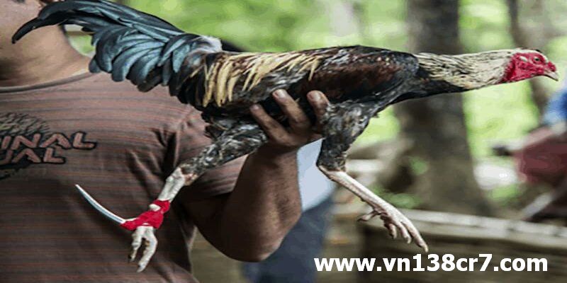Giống gà Trà Vinh tại đá gà trực tiếp Bến Tre