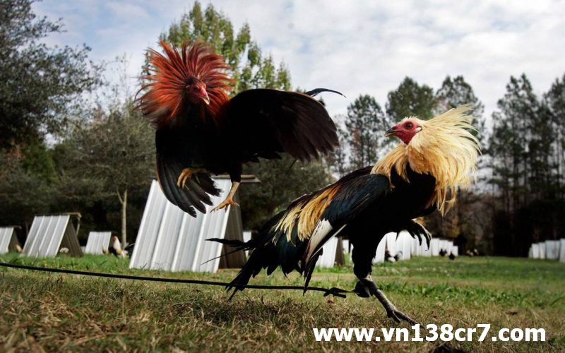 Hình ảnh minh họa của đá gà Mỹ
