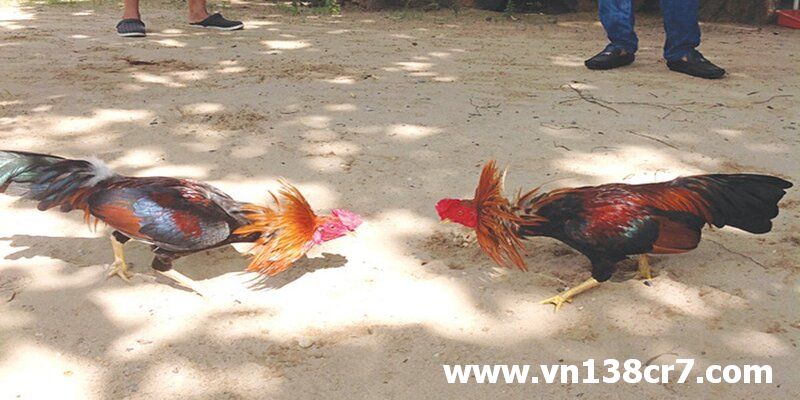Hình ảnh của đá gà trực tiếp Đà Nẵng