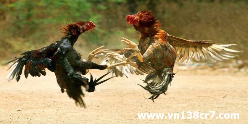 Kỹ thuật nuôi gà Quy Nhơn
