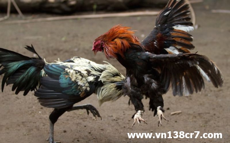 Một pha tấn công dũng mãnh đến từ chú gà đen