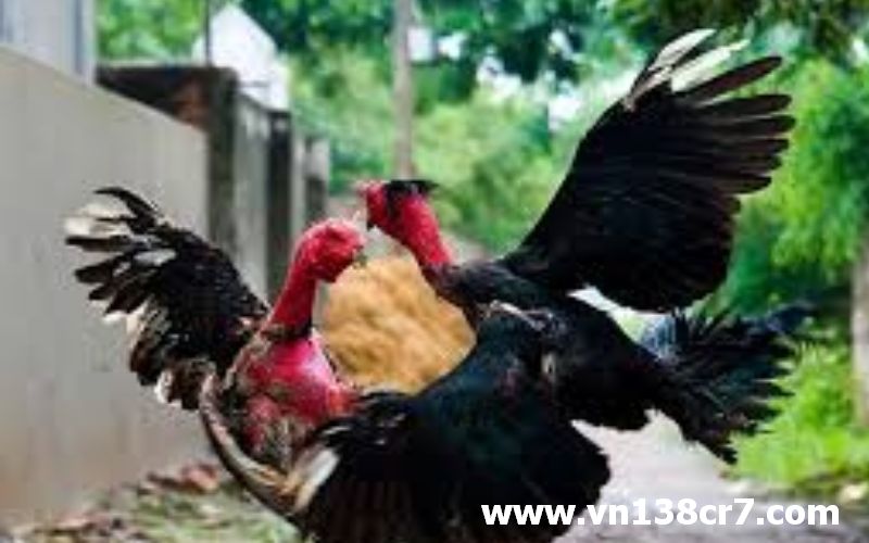 Một pha tấn công vô cùng đẹp mắt giữa 2 chiến kê