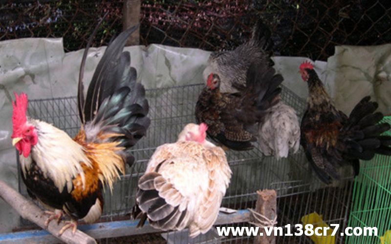 Một số giống gà đá tại Cà Mau