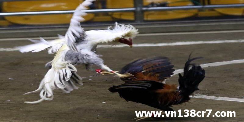 Một trận chiến đá gà trực tiếp Quy Nhơn