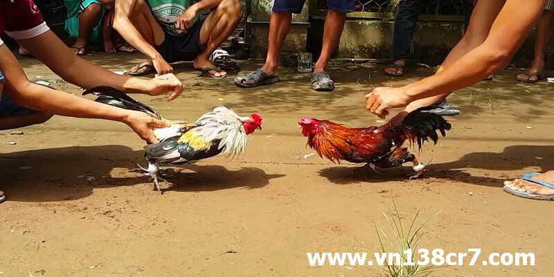 Một trận đá gà trực tiếp Đà Nẵng